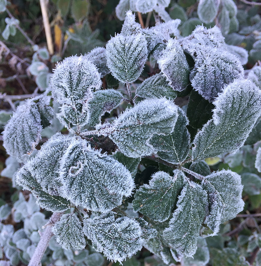 Close-up of frost-covered green leaves in winter