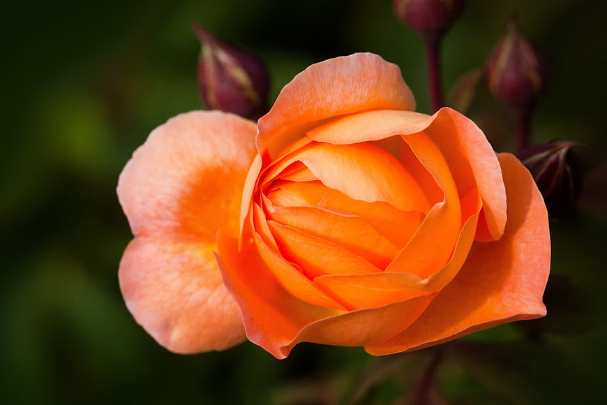 Close-up of a vibrant orange rose bloom with blurred background