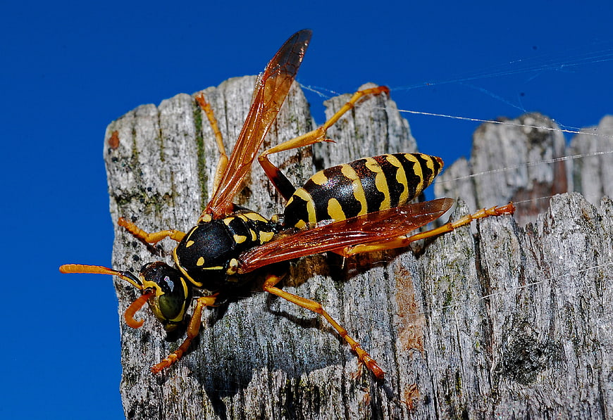 Macro photograph of a yellow and black wasp on a weathered wooden fence post