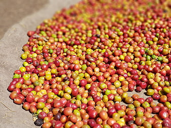 Fresh Coffee Cherries Drying On Natural Surface