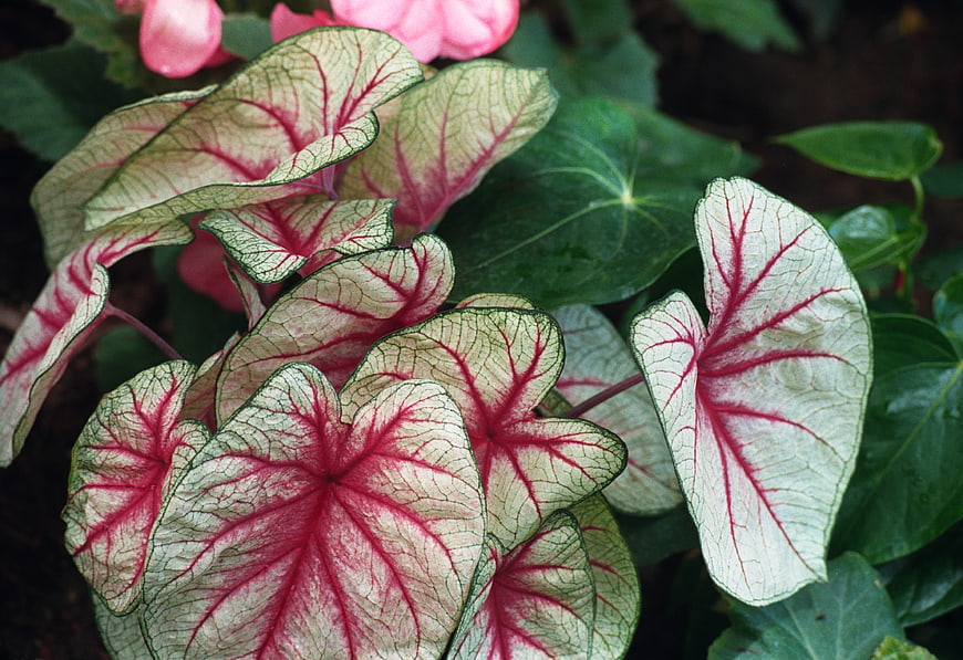 Close-up of vibrant pink and white caladium leaves
