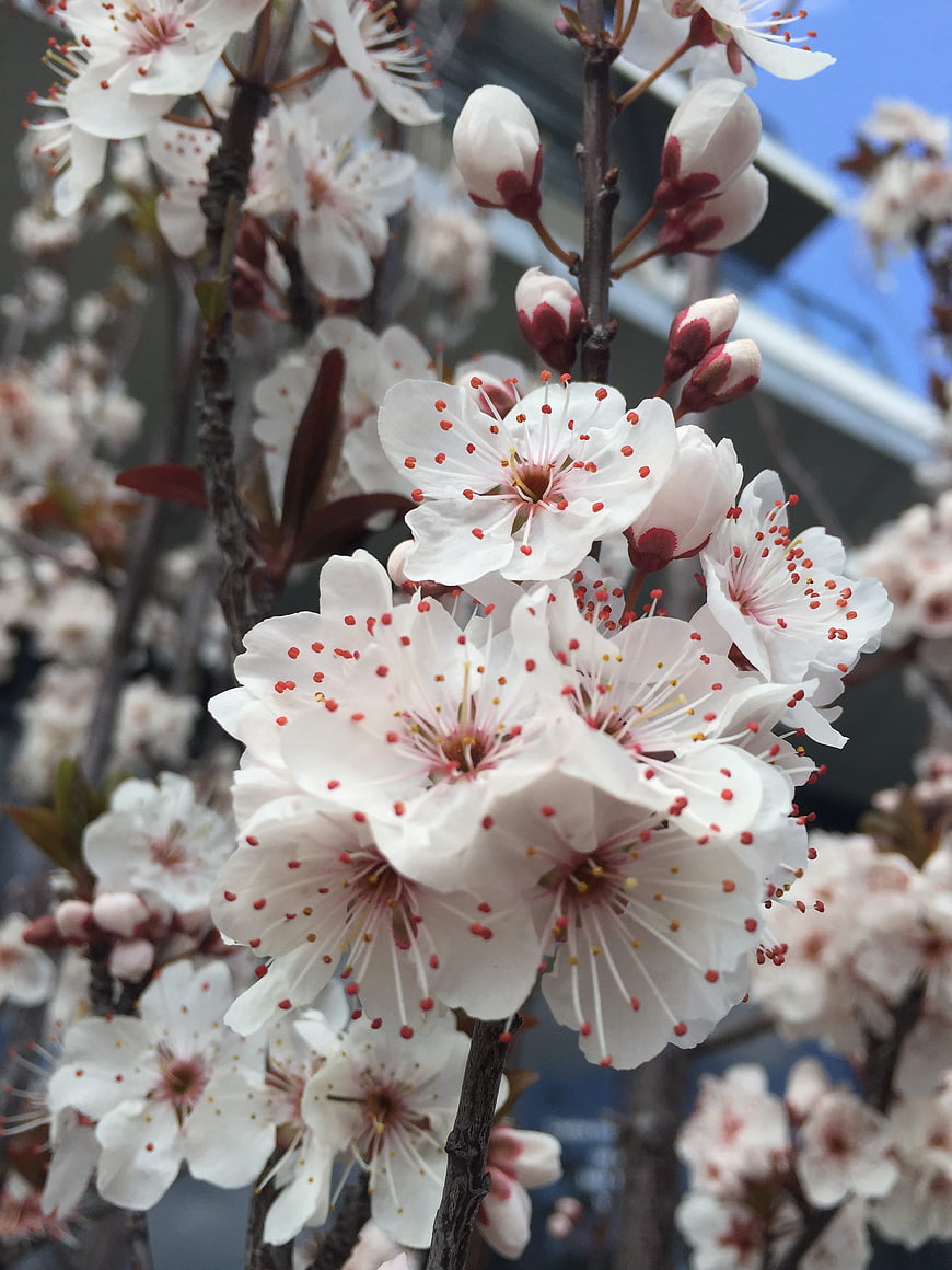 Close-up of white cherry blossoms with pink stamens on a branch