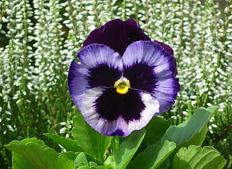 Close-up of Purple Pansy Flower in Garden