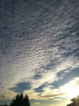 Dramatic altocumulus clouds with sun flare over tree silhouette