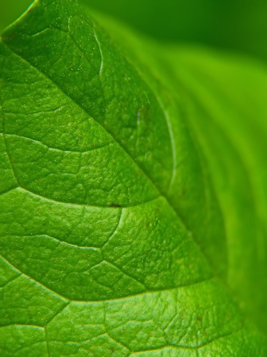 Macro Close-Up of Green Leaf Texture and Veins