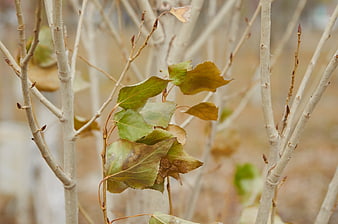 Close-up of withered autumn leaves on aspen branches