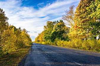 Scenic Country Road Through Vibrant Autumn Forest
