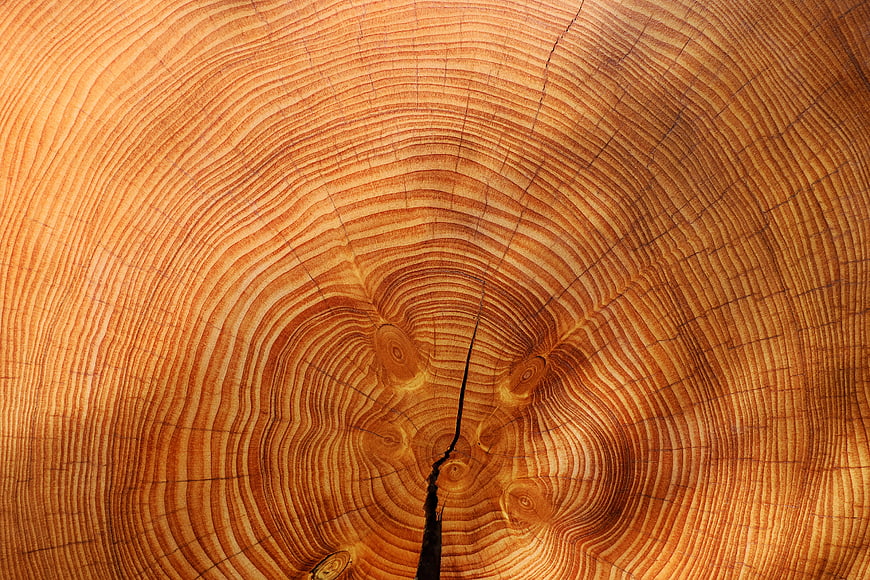 Close-up of tree trunk cross-section with annual rings