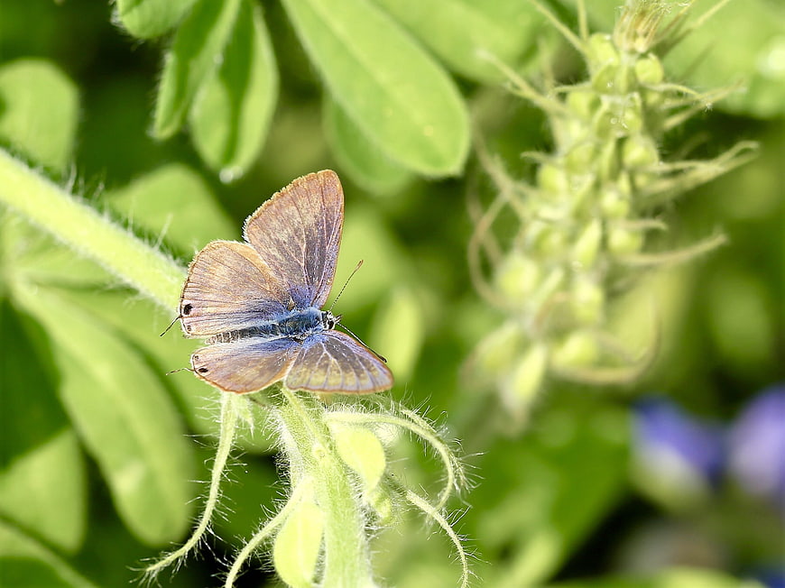 Blue butterfly perched on green plant stem in garden