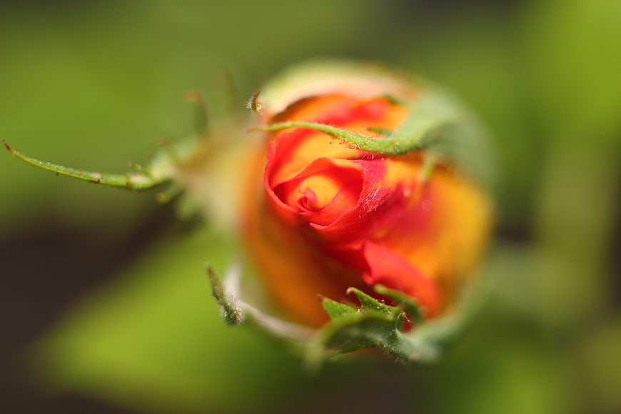 Close-up of a vibrant red and yellow rose bud