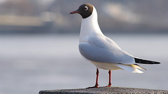 Black-headed Gull Standing on Stone Wall by Water
