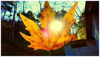 Golden autumn leaf backlit by bright sun flare