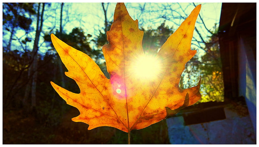 Golden autumn leaf backlit by bright sun flare