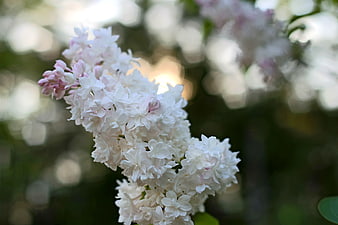 Close-up of white lilac flowers with soft bokeh background
