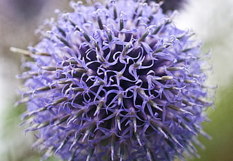 Close-up of purple globe thistle flower with spiky texture