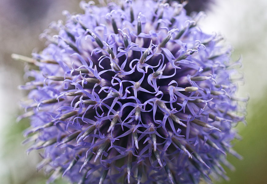 Close-up of purple globe thistle flower with spiky texture