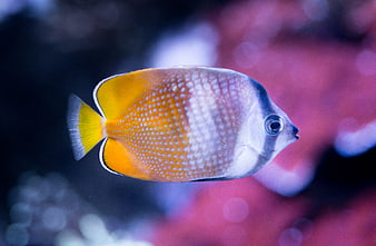 Close-up of a vibrant yellow and white butterflyfish swimming underwater