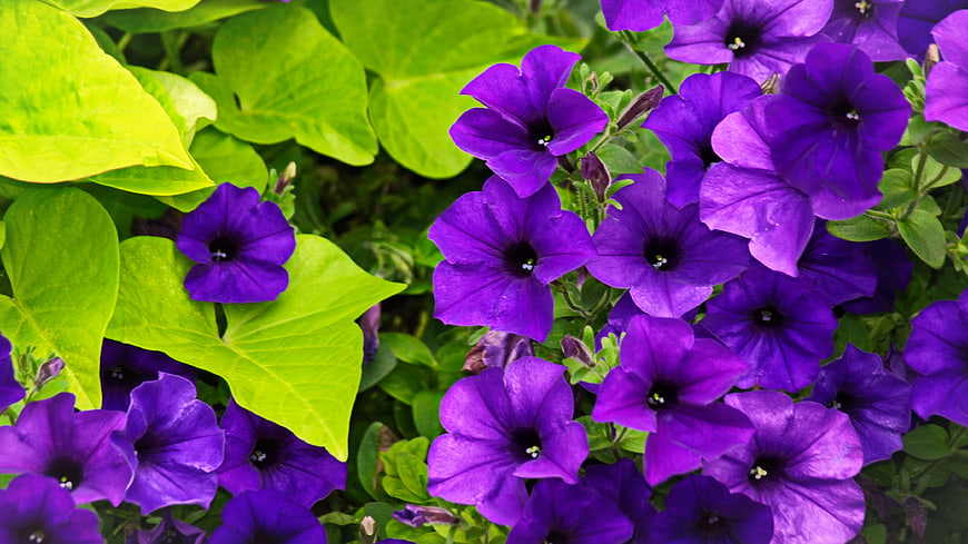 Vibrant Purple Petunias and Green Leaves Close-Up