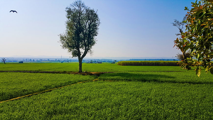 Lush Green Agricultural Field with Solitary Tree and Blue Sky