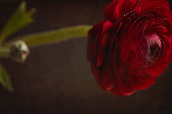 Close-up of a vibrant red ranunculus flower with water droplets