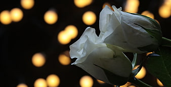 Two white roses with golden bokeh lights background