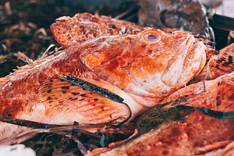 Close-up of fresh red rockfish with seaweed at market