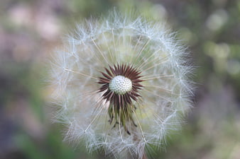 Close-up of a delicate dandelion seed head with white fluff
