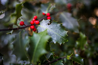Close-up of Holly Berries and Spiky Leaves
