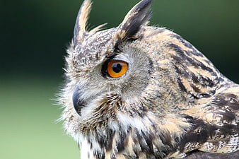 Close-up Portrait of Eurasian Eagle Owl with Orange Eyes