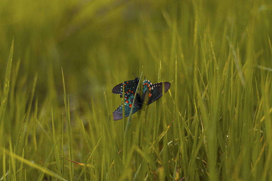 Two colorful butterflies mating in green grass field