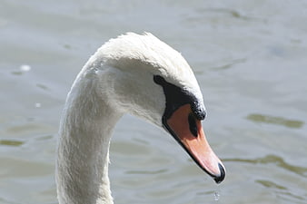 Close-up of a white swan head with water droplet