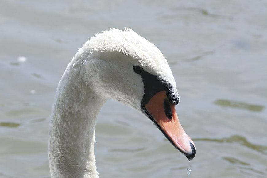 Close-up of a white swan head with water droplet
