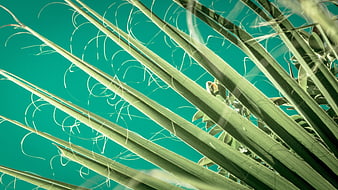 Abstract Palm Fronds Against Teal Background