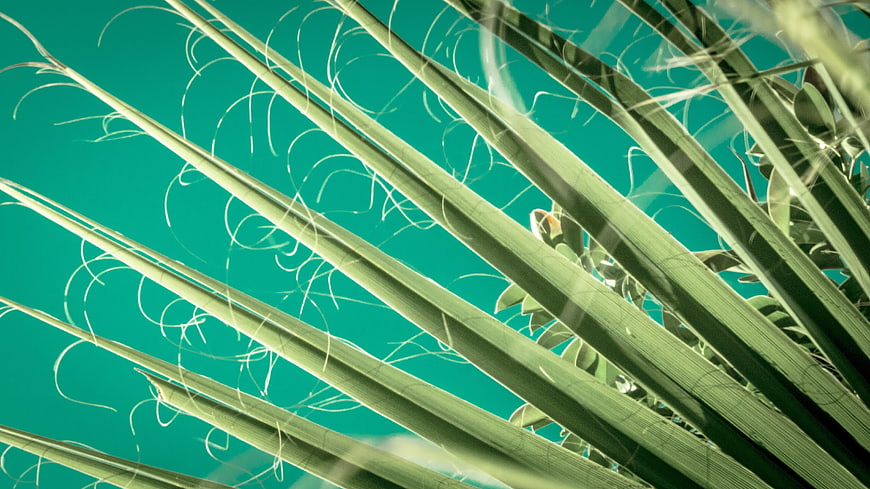Abstract Palm Fronds Against Teal Background