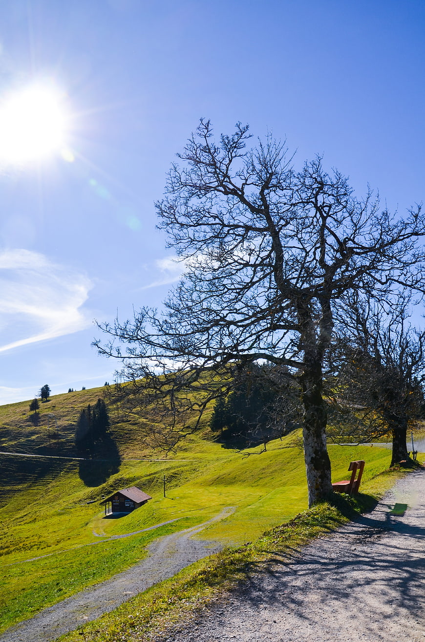 Sunny Mountain Meadow with Bare Tree and Wooden Bench