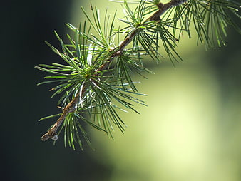 Close-up of a green larch branch with soft blurred forest background