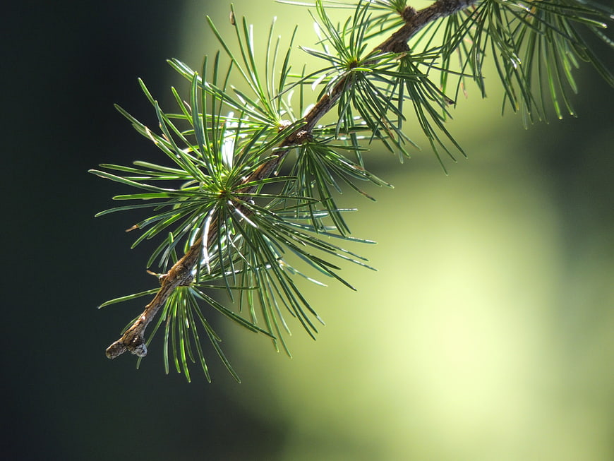 Close-up of a green larch branch with soft blurred forest background