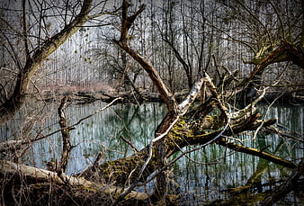 Bare Trees Reflecting in a Calm River in a Winter Forest