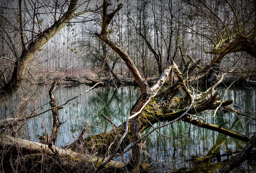 Bare Trees Reflecting in a Calm River in a Winter Forest