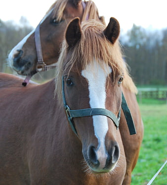 Close-up portrait of two brown horses with white blazes in a field