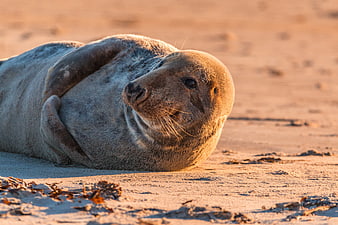 Cute Gray Seal Pup Resting on Sandy Beach at Sunset