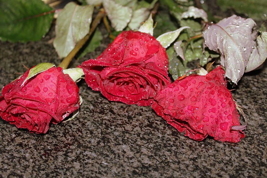 Three Red Roses with Raindrops on Stone Surface