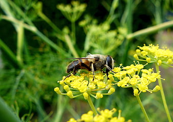 Close-up of a Hoverfly on Yellow Fennel Flowers