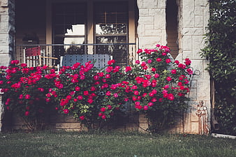 Vibrant Pink Roses Blooming on a Stone House Porch