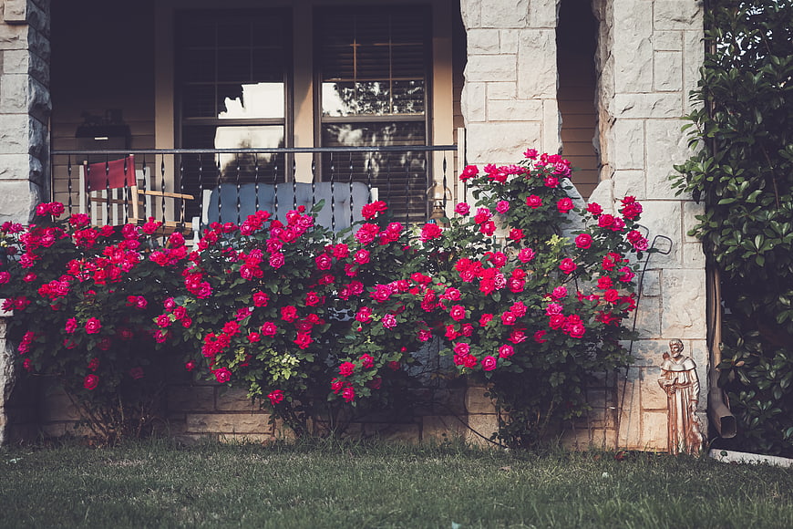 Vibrant Pink Roses Blooming on a Stone House Porch