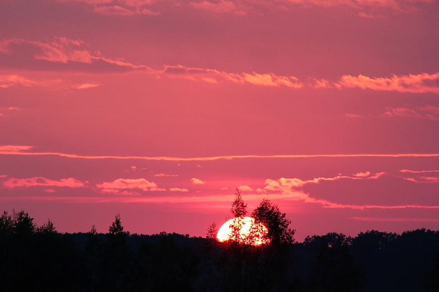 Vibrant Pink Sunset Over Silhouetted Forest Trees