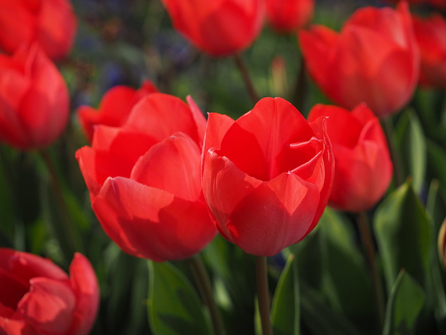 Vibrant Red Tulips In Full Bloom Close Up