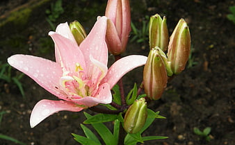 Pink lily flower with water droplets and buds