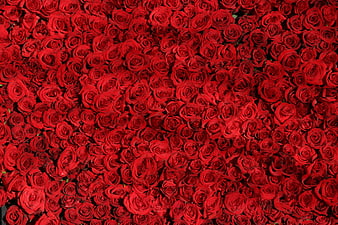 Dense Background of Vibrant Red Roses