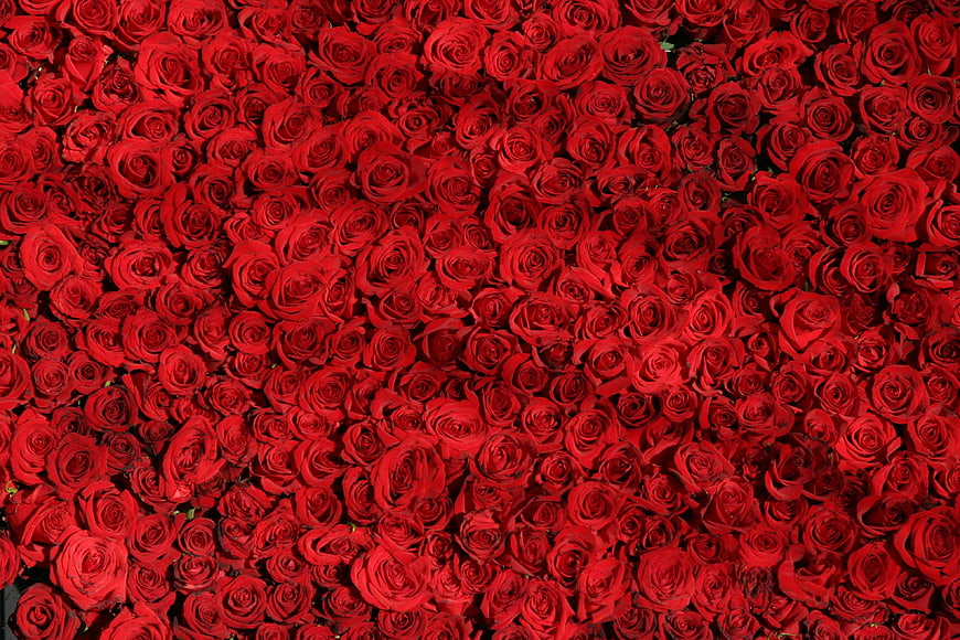 Dense Background of Vibrant Red Roses